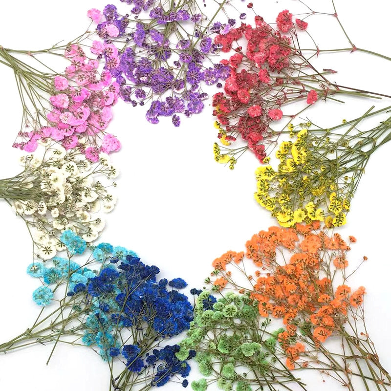 Babys Breath DIY Dried Flower Material Pack a