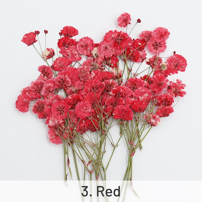 Babys Breath DIY Dried Flower Material Pack sku-3