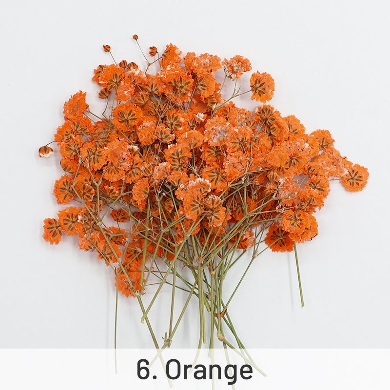 Babys Breath DIY Dried Flower Material Pack sku-6