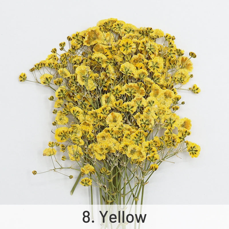 Babys Breath DIY Dried Flower Material Pack sku-8